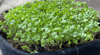 Why Grow Microgreens
