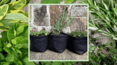 Why We Love Growing Herbs in Pots for Beginners