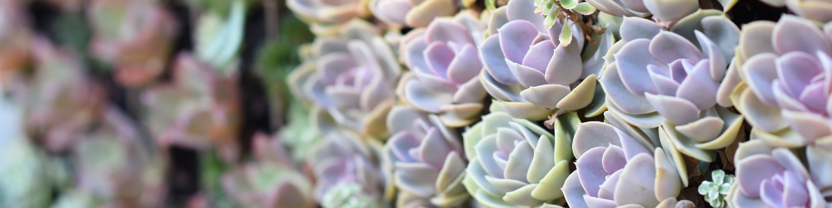 Succulents Garden Kits