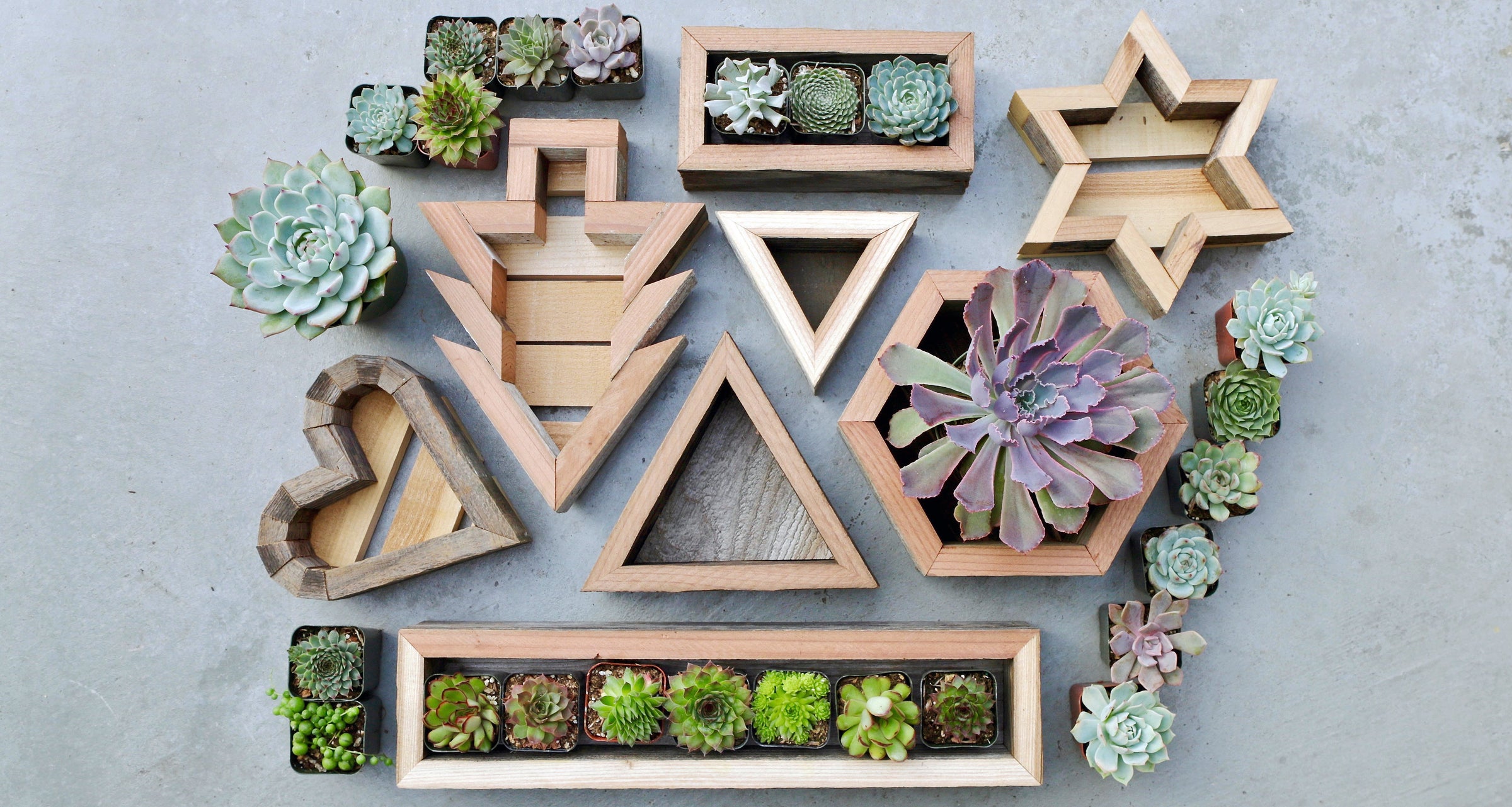 Succulent Grow Kits & Accessories