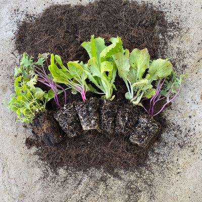 All Seedlings