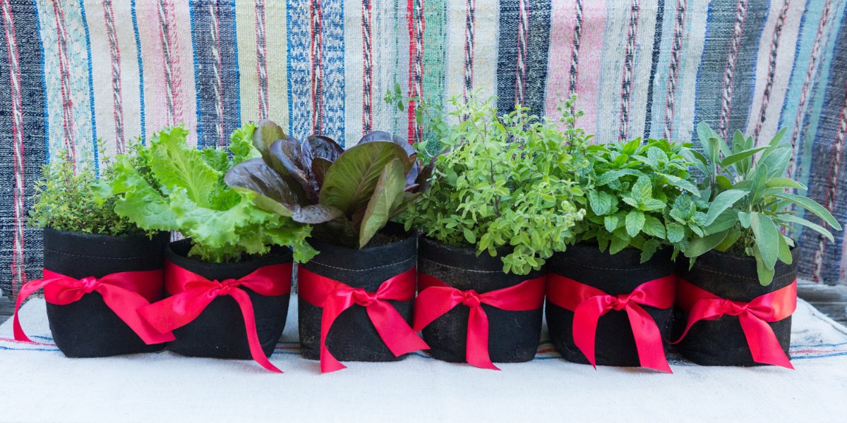 Garden Gifts under $50