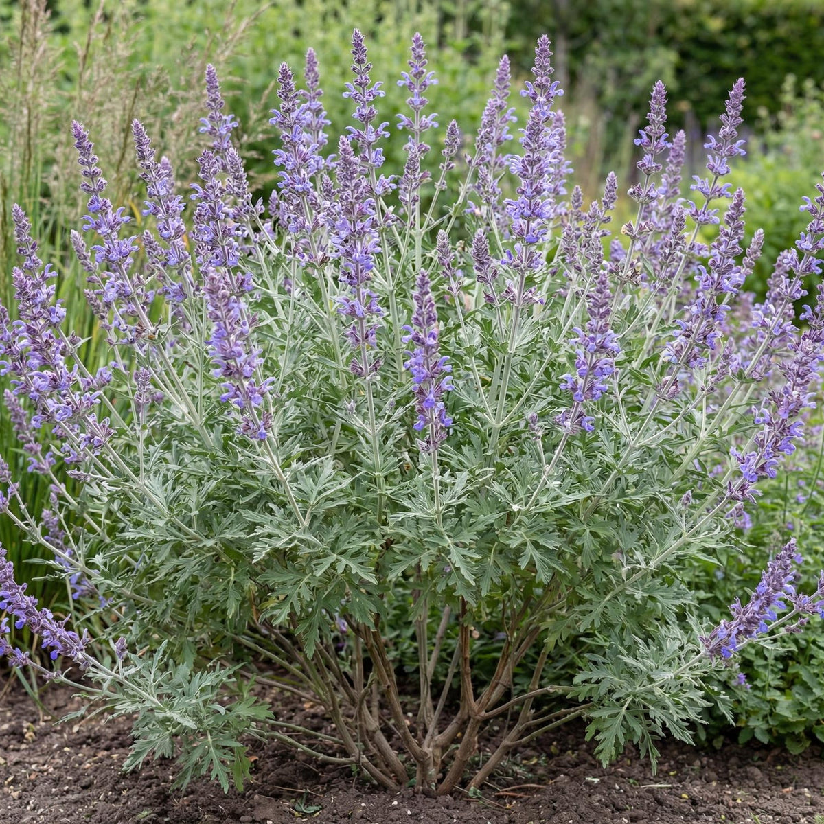 Russian Sage in a 4-inch pot, a silvery-leaved perennial that sends up airy lavender-blue flower spikes