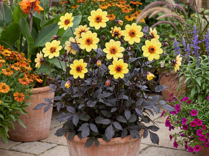 Mystic Illusion Dahlia