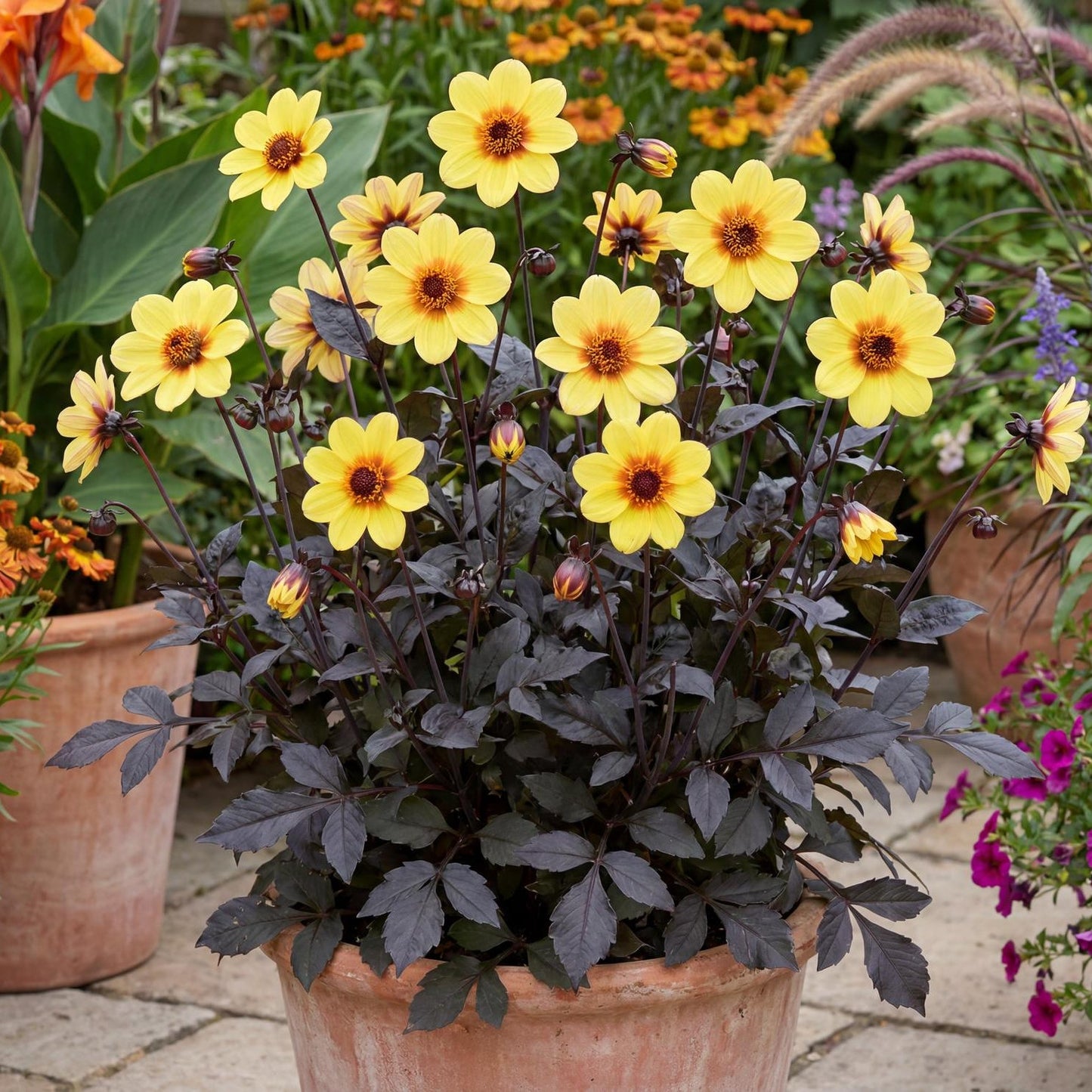 Mystic Illusion Dahlia