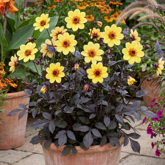 Mystic Illusion Dahlia