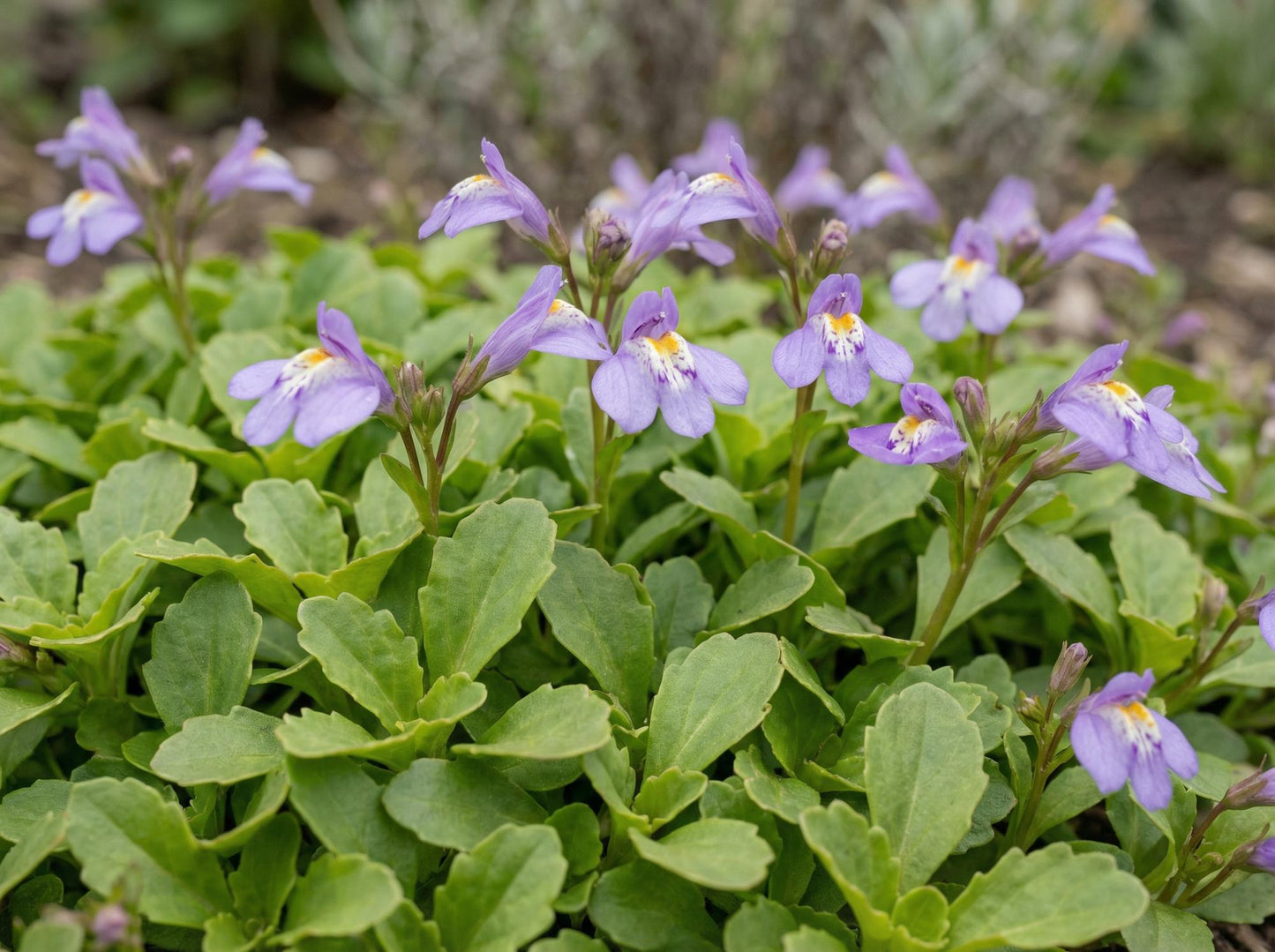 Creeping Mazus