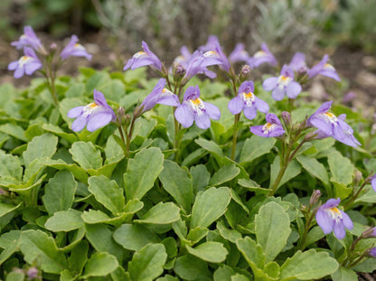 Creeping Mazus