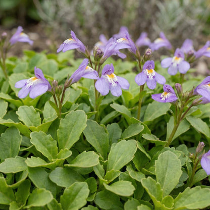 Creeping Mazus