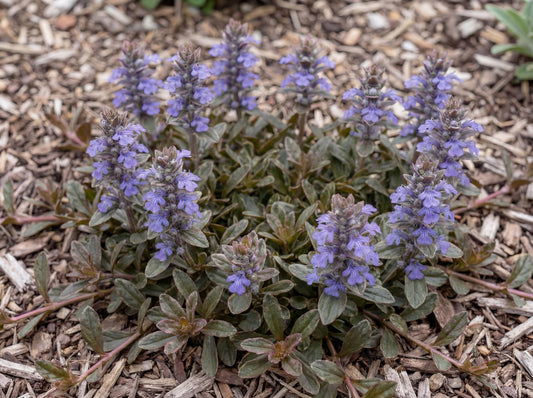 Chocolate Chip Bugleweed