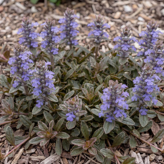 Chocolate Chip Bugleweed