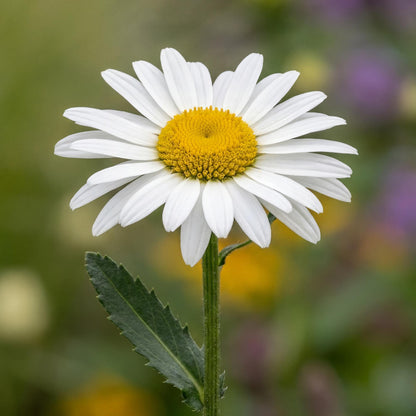 Lucille Chic Shasta Daisy