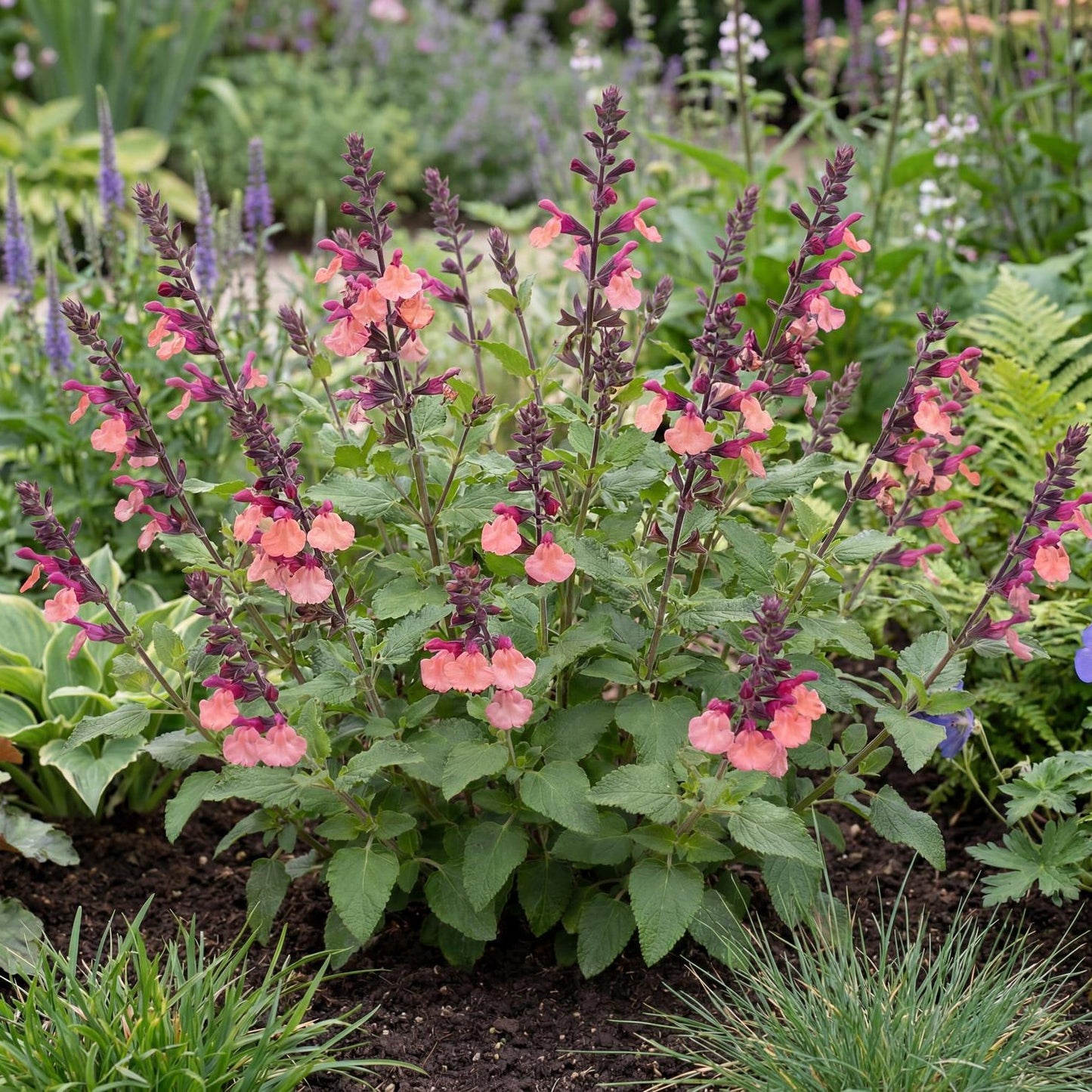 Peaches Salvia