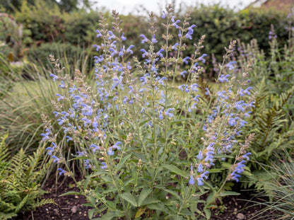 African Sky Salvia