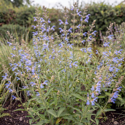 African Sky Salvia