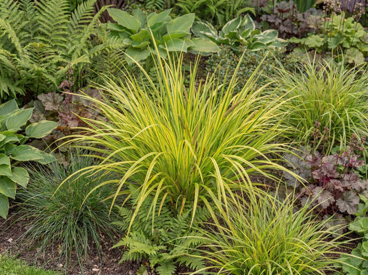 Licorice Acorus
