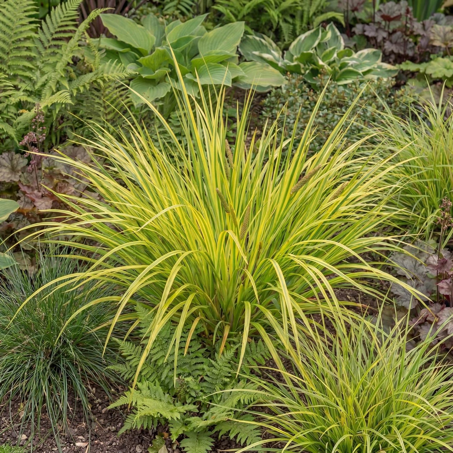Licorice Acorus