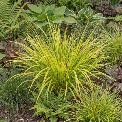 Licorice Acorus