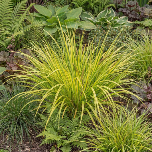 Licorice Acorus