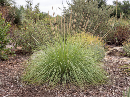 Deer Grass