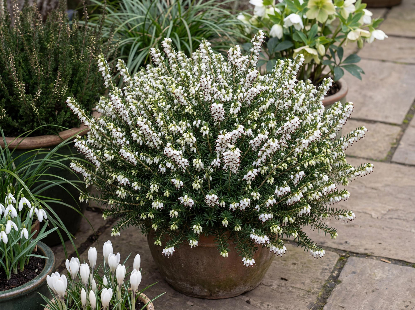 Mediterranean White Darley Heath