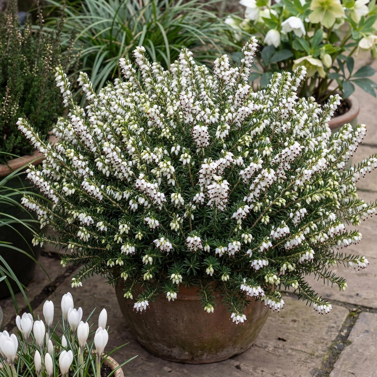 Mediterranean White Darley Heath in a 4-inch pot, a rounded evergreen mound of fine green foliage with white bells