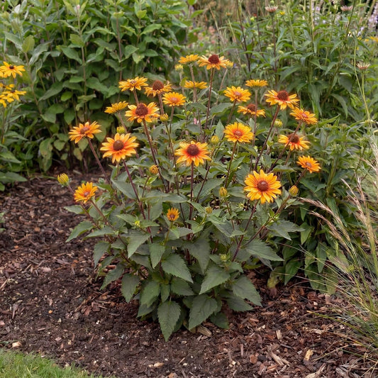 Punto Russo False Sunflower