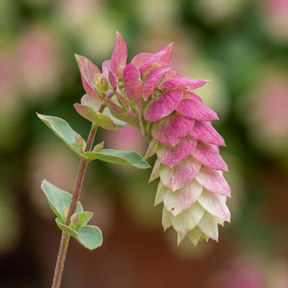 Bellissimo Oregano