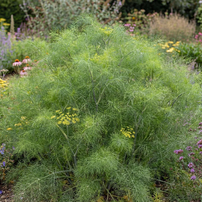 Grosfruchtiger Fennel