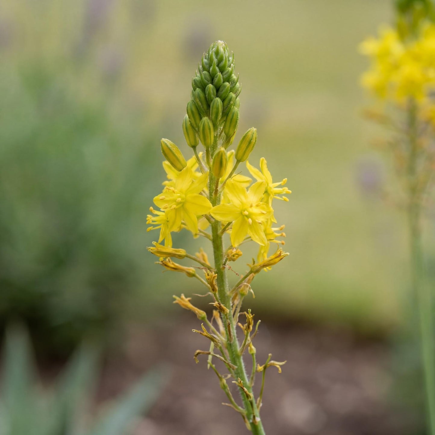 Yellow Stalked Bulbine