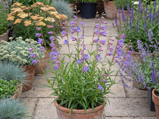 Blue Springs Penstemon