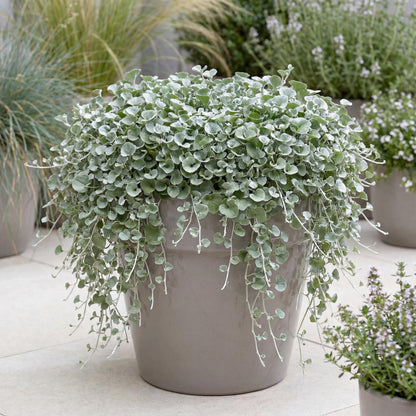 Silver Falls Dichondra