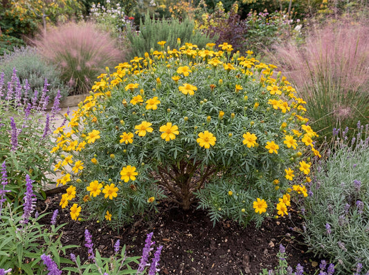 Compacta Lemon Marigold