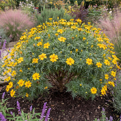 Compacta Lemon Marigold