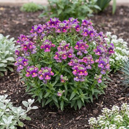 Sugarberry Nemesia