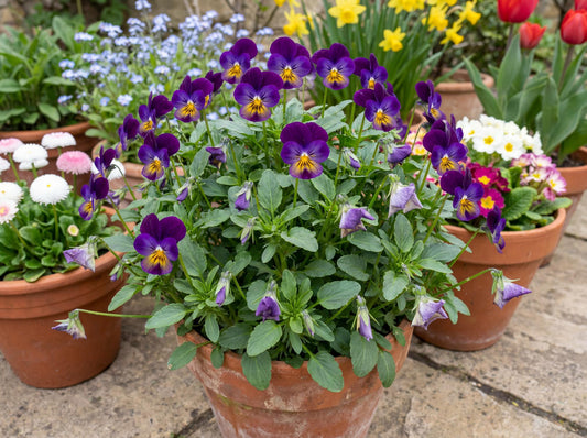 Celestial Northern Lights Viola