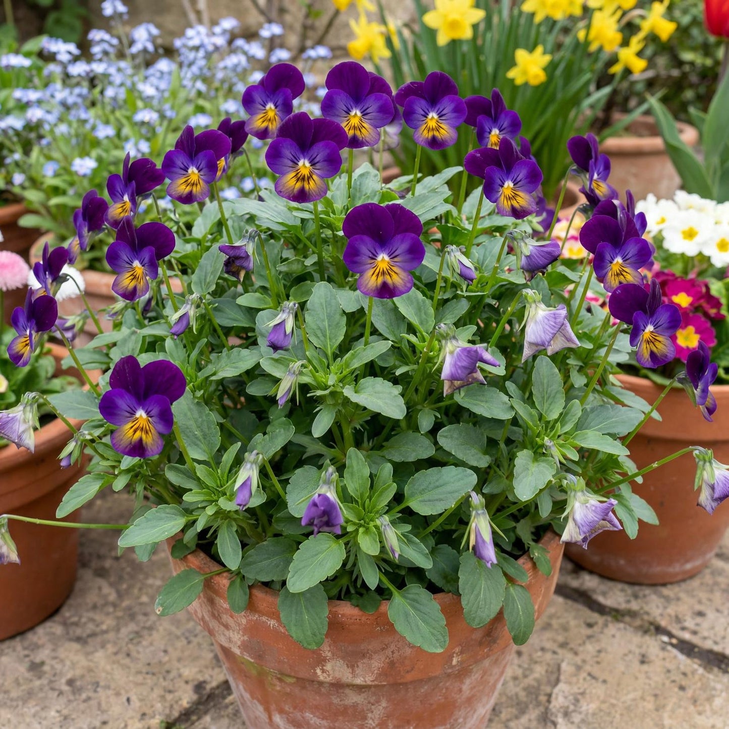 Celestial Northern Lights Viola