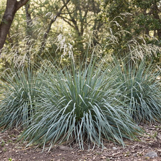 Willits' Giant California Fescue in a 4-inch pot, a tufted native grass with arching gray-green blades