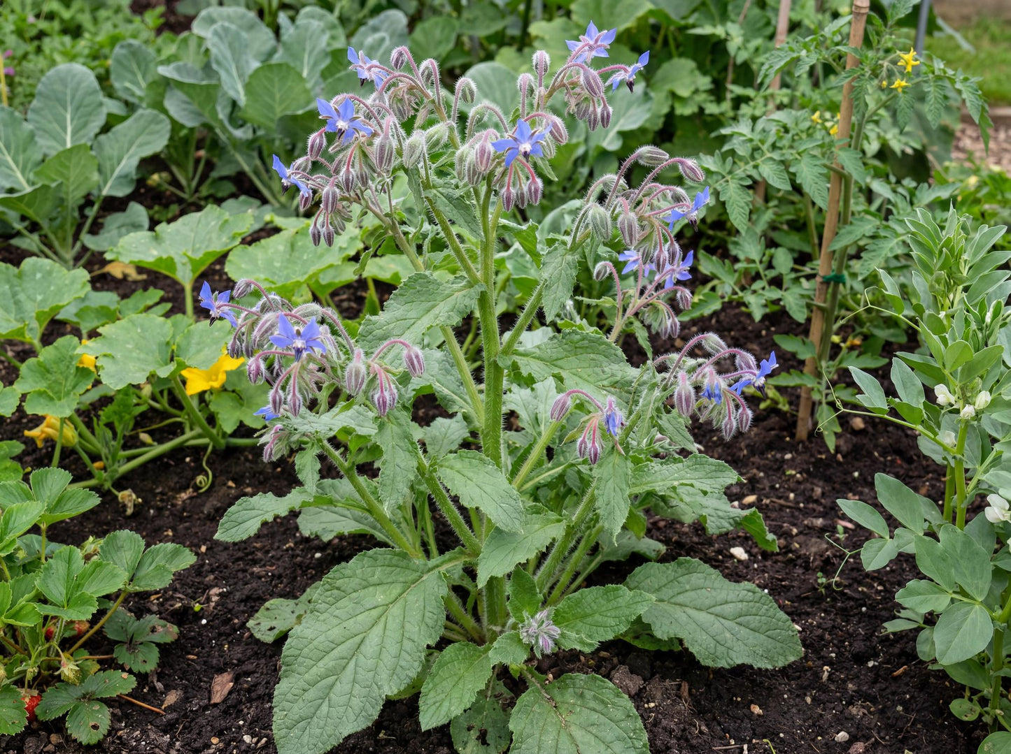 Borage 4"