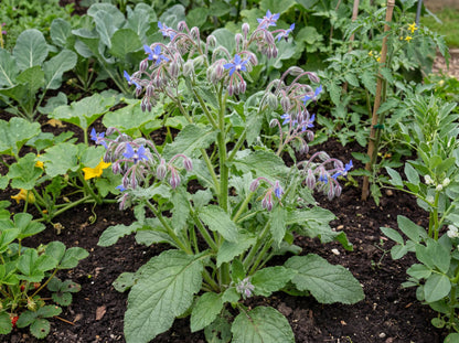 Borage 4"