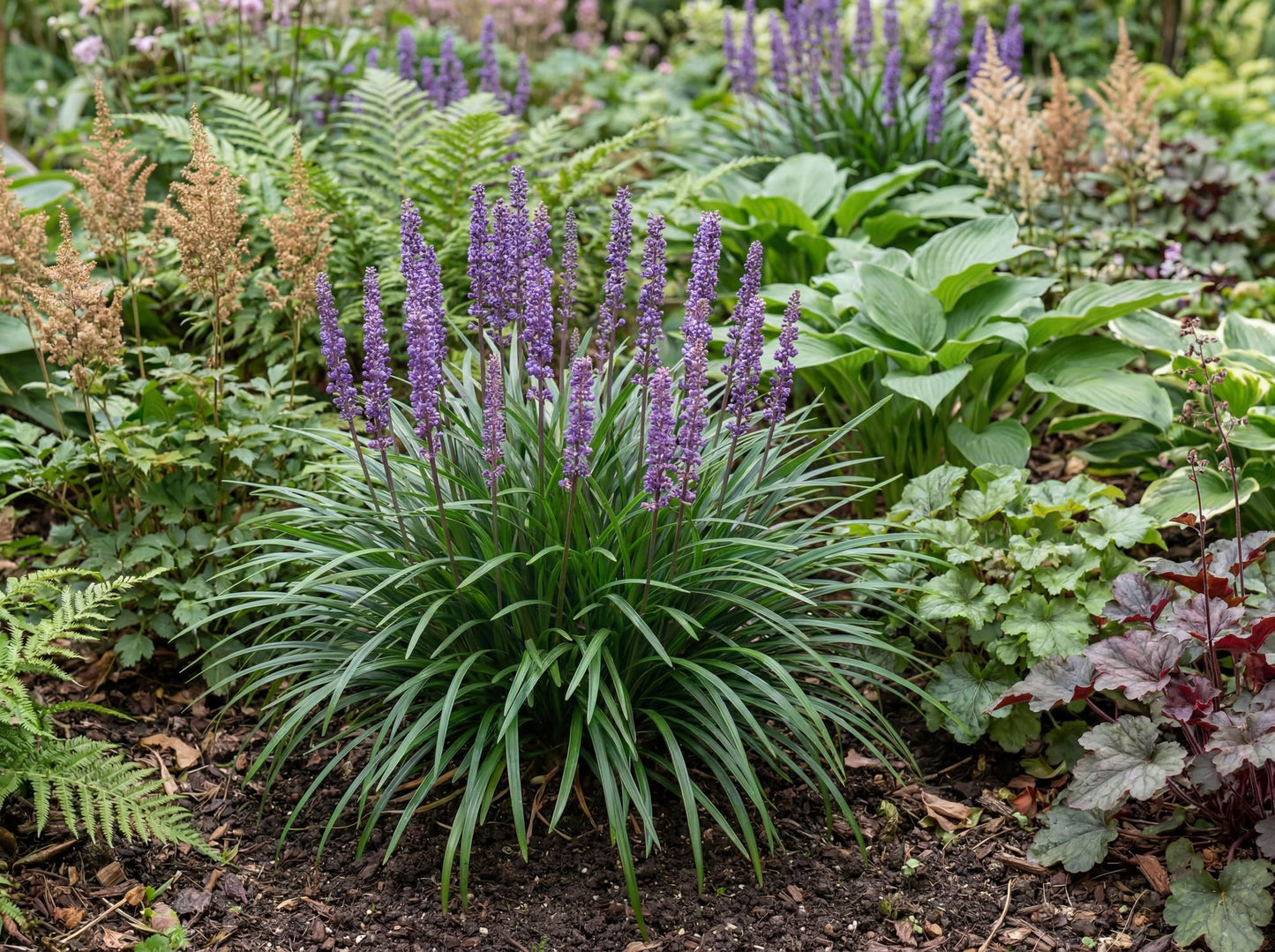 Big Blue Lily Turf
