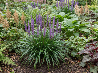 Big Blue Lily Turf
