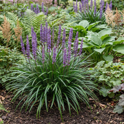 Big Blue Lily Turf