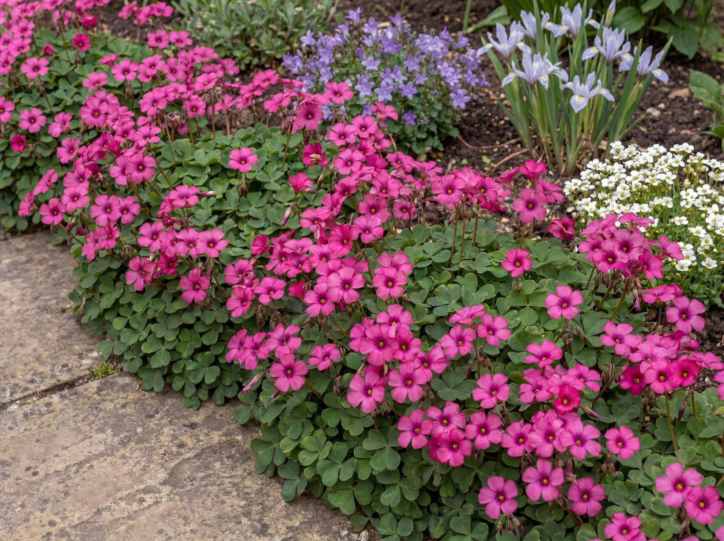 Brazilian Woodsorrel Oxalis