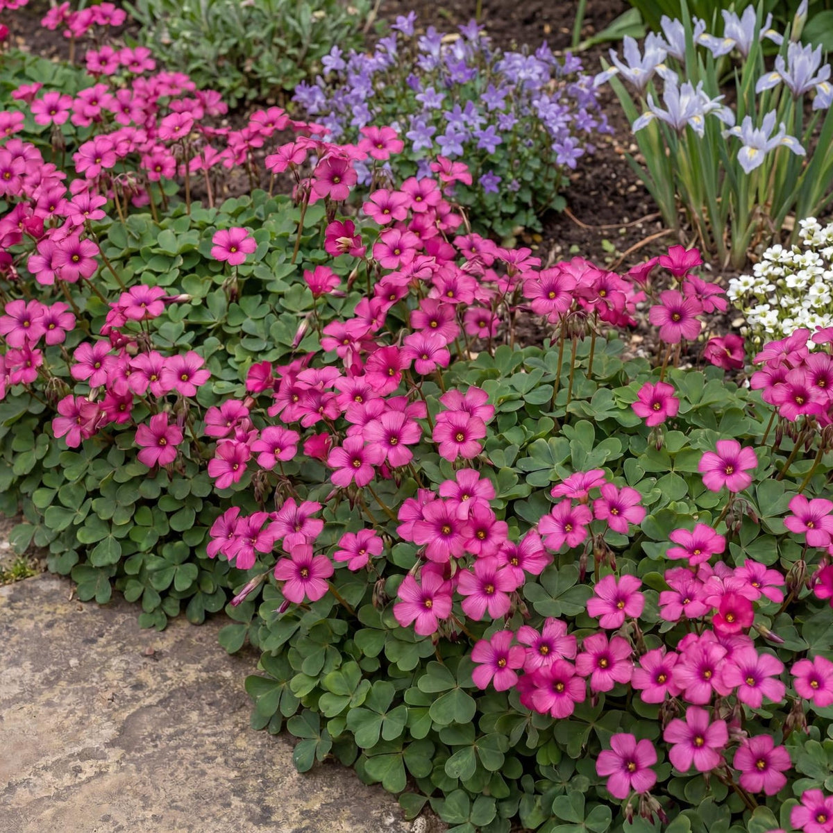 Brazilian Woodsorrel Oxalis