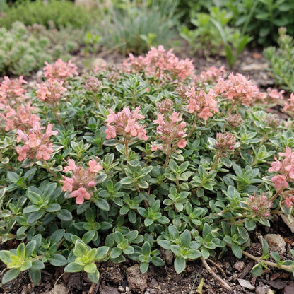 Pink Chintz Wild Thyme