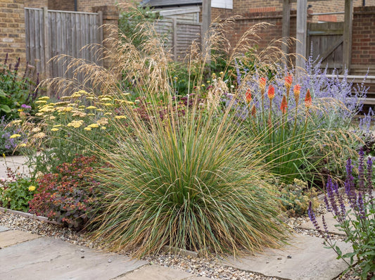 Atlas Fescue
