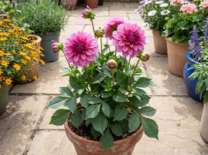 Vintage Rose Darlin' Dahlia