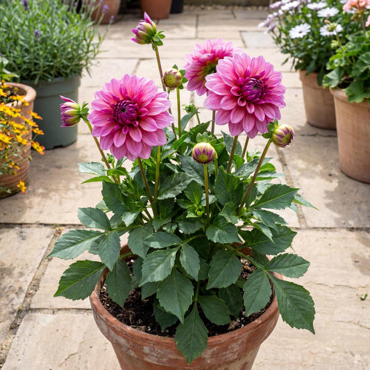Vintage Rose Darlin' Dahlia
