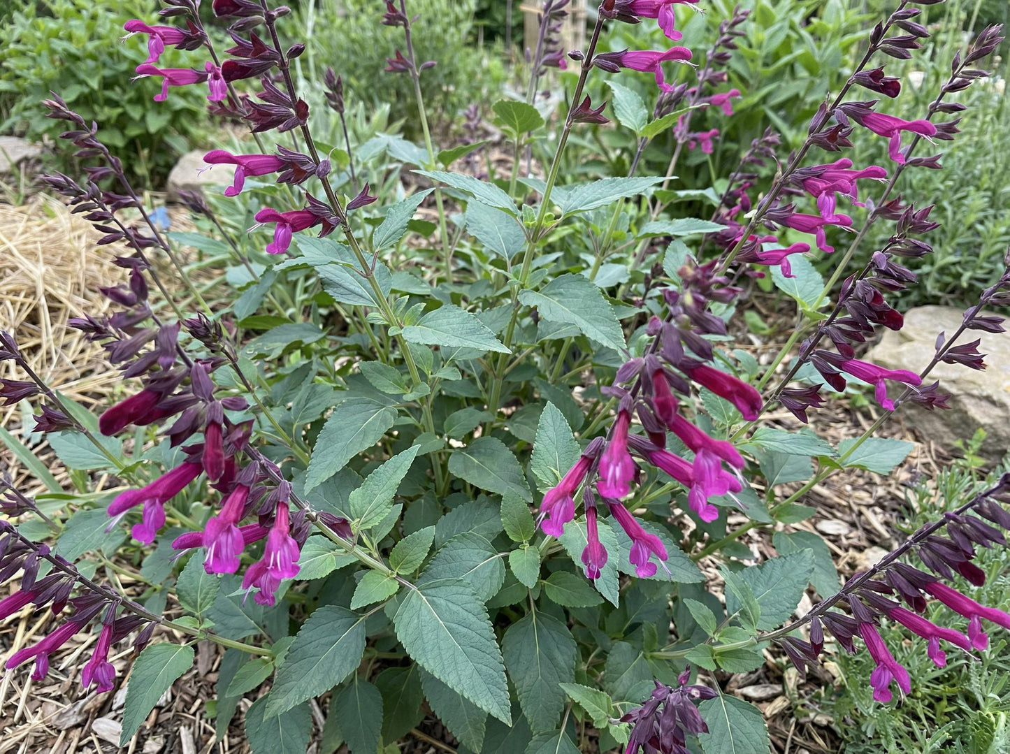 Love and Wishes Salvia